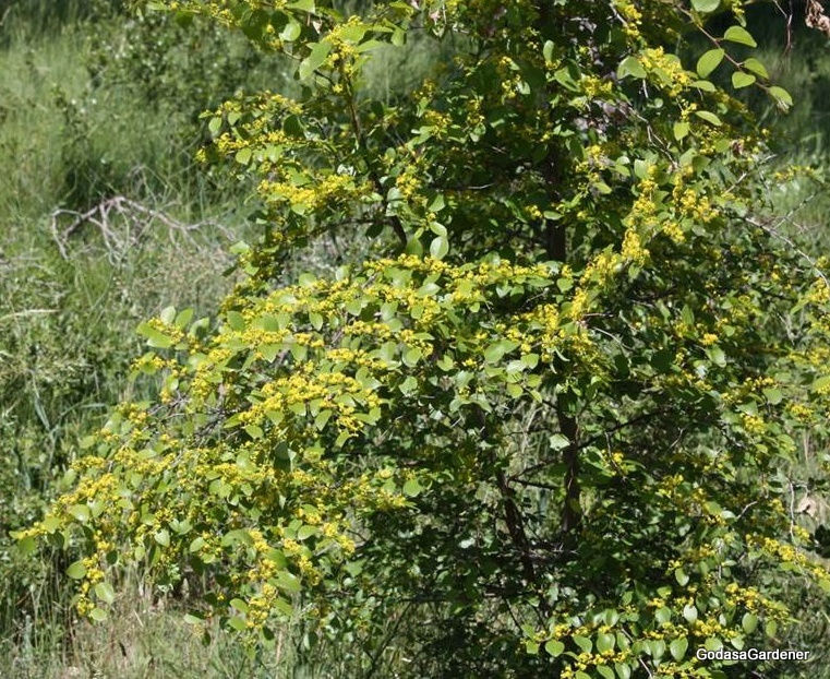 What are some types of thorn bushes?